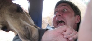 Camel attacks camera after eating up an apple - Верблюд атакует камеру